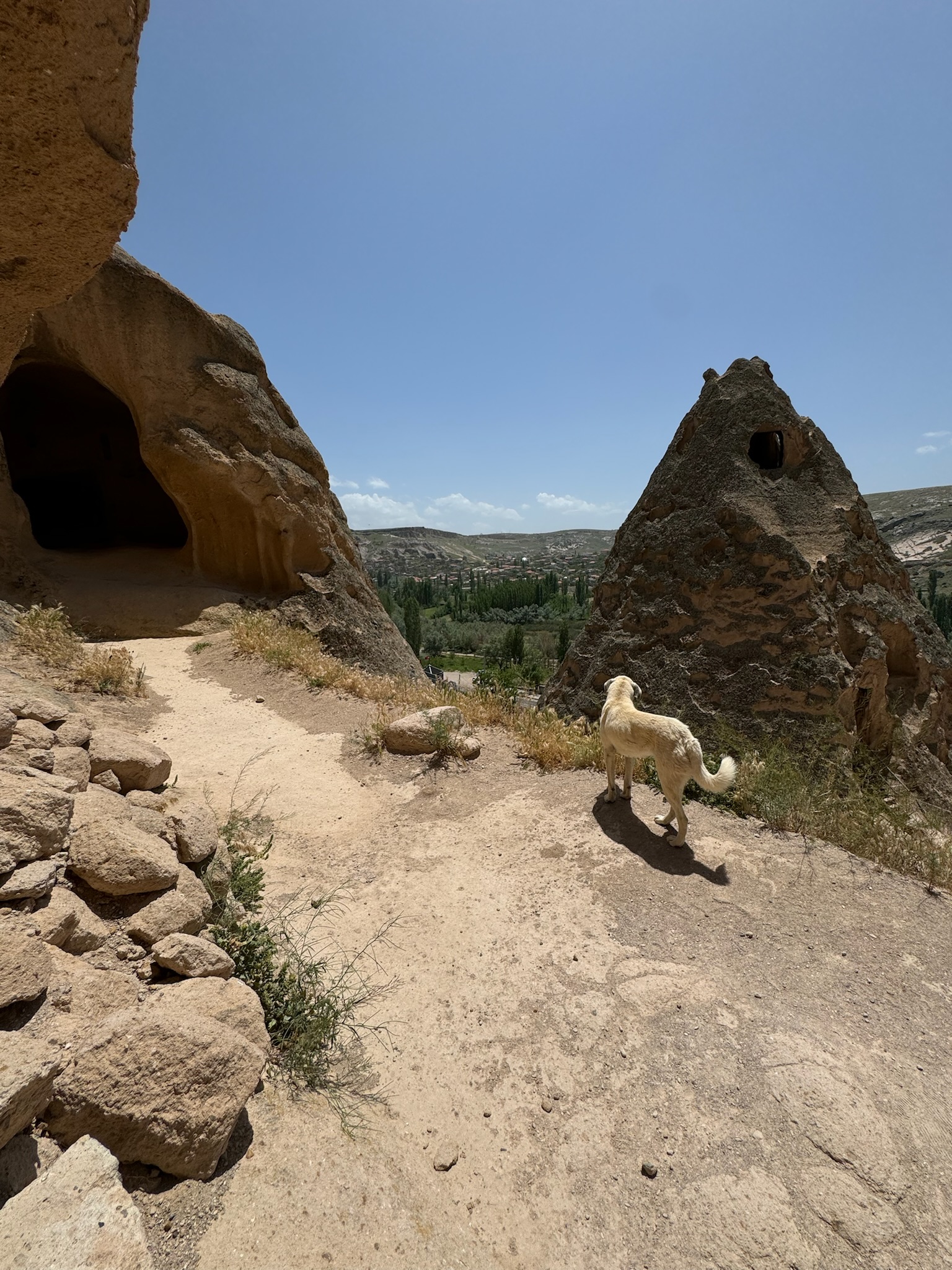Golden retriever in Turkey